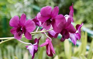 Photo of Dallas Smith